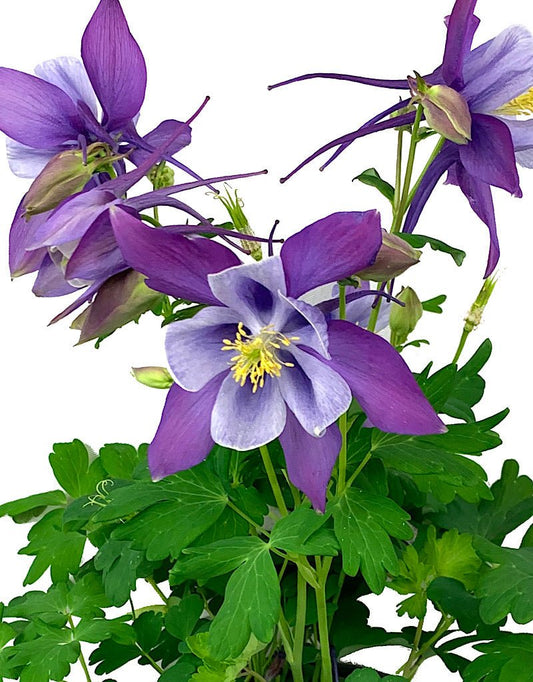 Aquilegia caerulea 'Early Bird Purple/Blue' - The Garden Corner