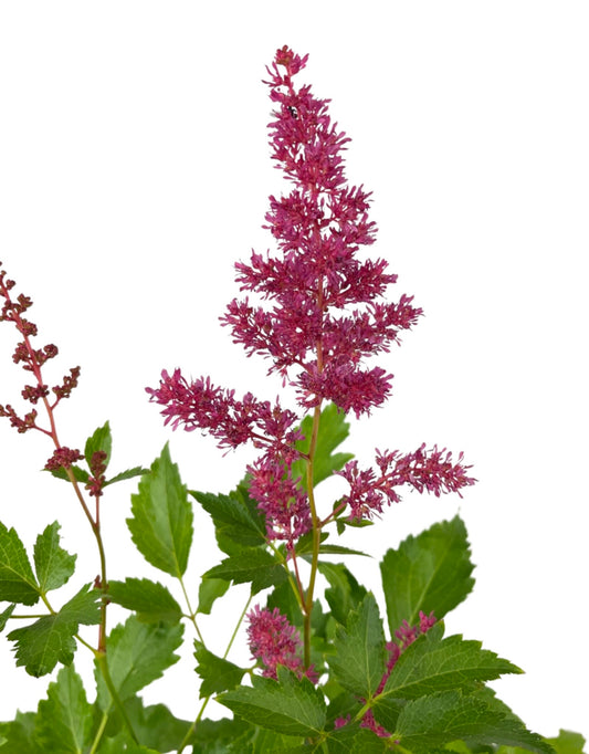 Astilbe 'Younique Ruby Red' - The Garden Corner