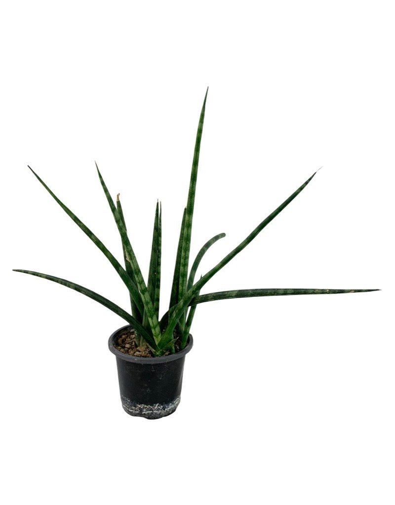 sansevieria family Sansevieria cylindrica – The Garden Corner
