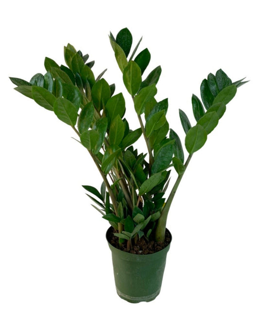Zamioculcas zamiifolia - The Garden Corner