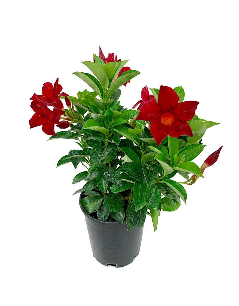 Mandevilla 'SunParasol Pretty Crimson' 6 inch
