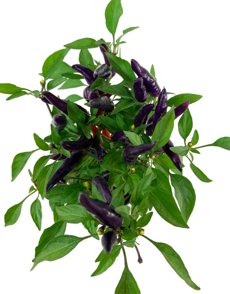 Capsicum annuum 'Masquerade' 4 Inch