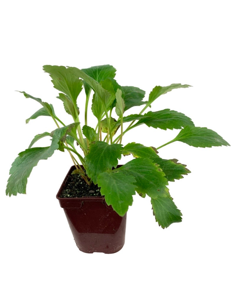Mukgenia Nova® 'Flame'