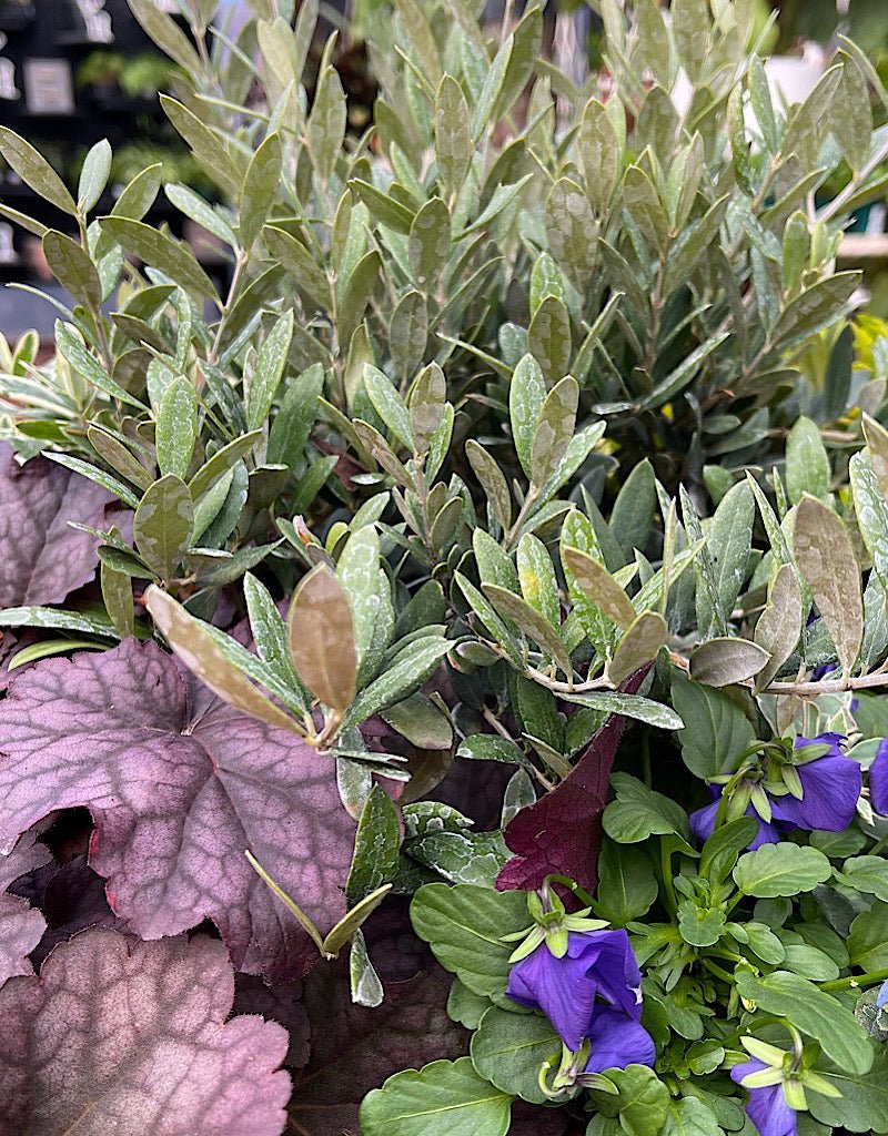 Passion Basket Year Round Subscription - The Garden Corner