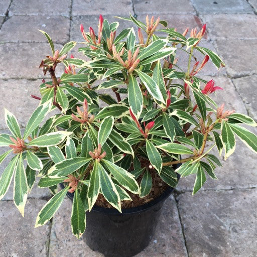 Pieris japonica 'Flaming Silver' 1 Gal