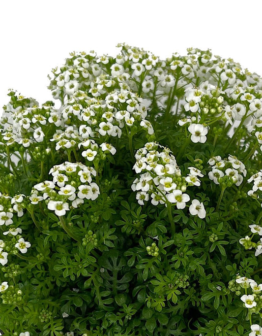 Pritzelago alpina 'Icecube' - The Garden Corner