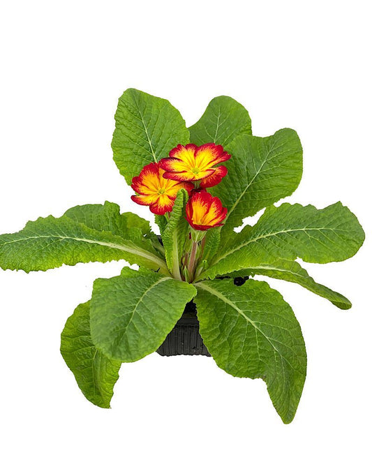 Primrose - The Garden Corner