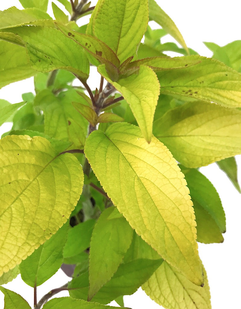 Salvia 'Golden Delicious' Quart