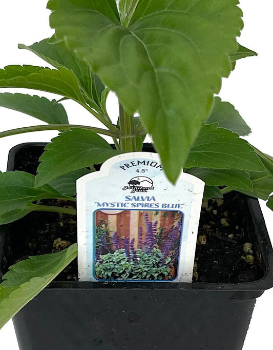 Salvia 'Mystic Spires' 4 Inch - The Garden Corner