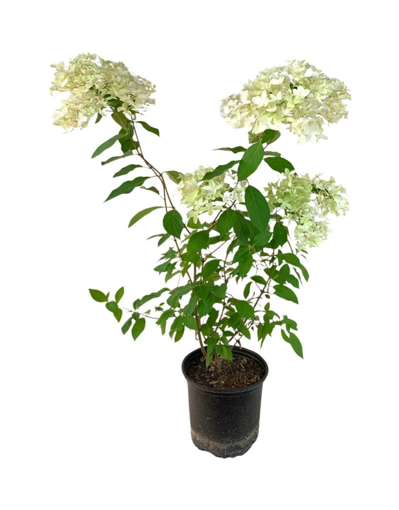 Hydrangea paniculata 'Skyfall'