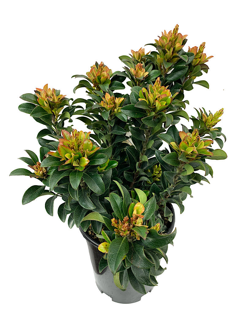 Rhaphiolepis umbellata 'Minor'