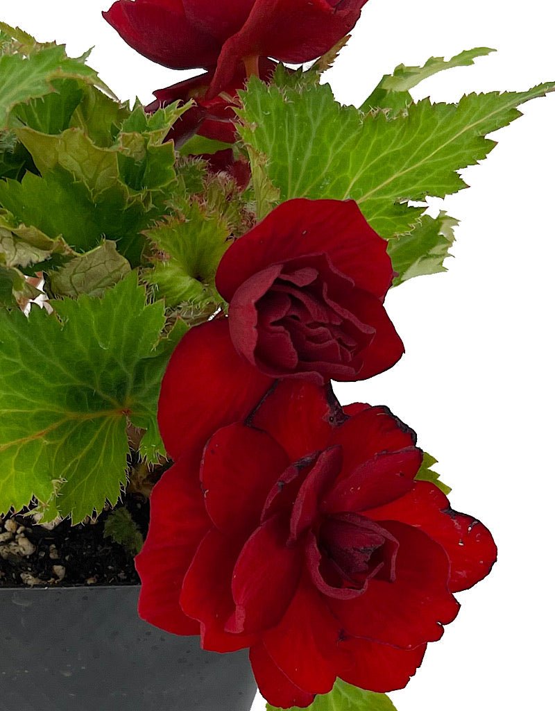 Begonia 'Nonstop Red' - The Garden Corner