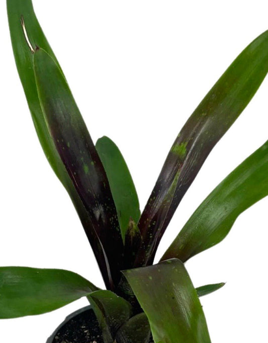 Neoregelia 'Royal Burgundy' Quart - The Garden Corner