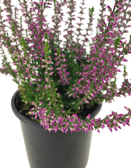 Calluna vulgaris 'Amethyst' 4 inch - The Garden Corner