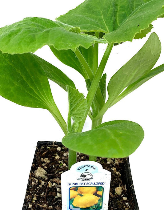 Squash 'Sunburst Patty Pan' 4 inch - The Garden Corner