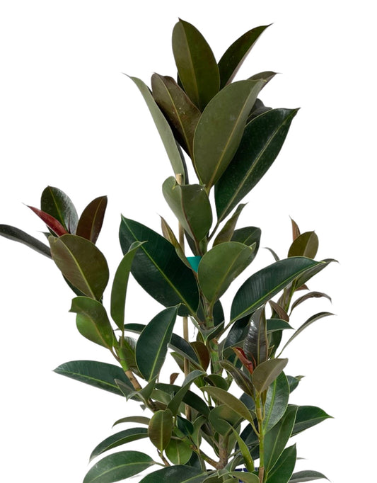 Ficus elastica 'Melany' 3 Gallon - The Garden Corner
