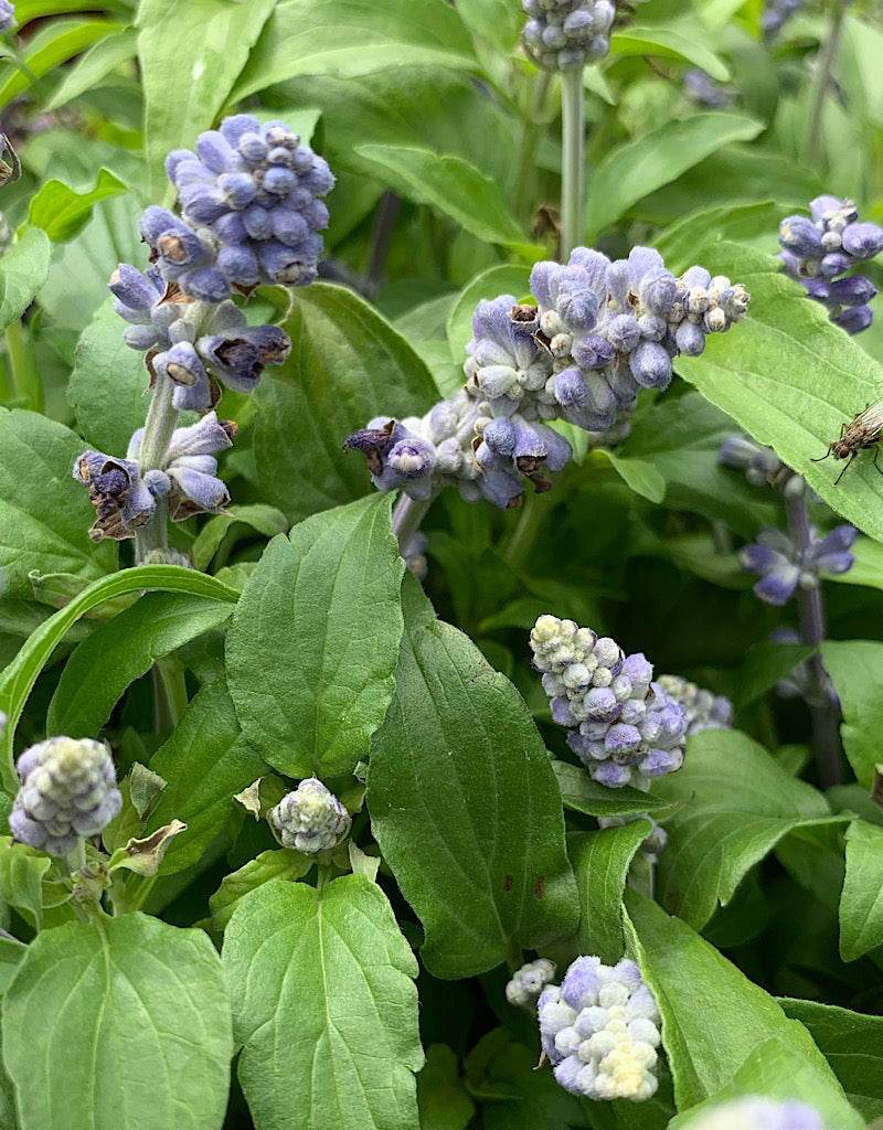 Salvia 'Icon Light Blue' 6 Inch