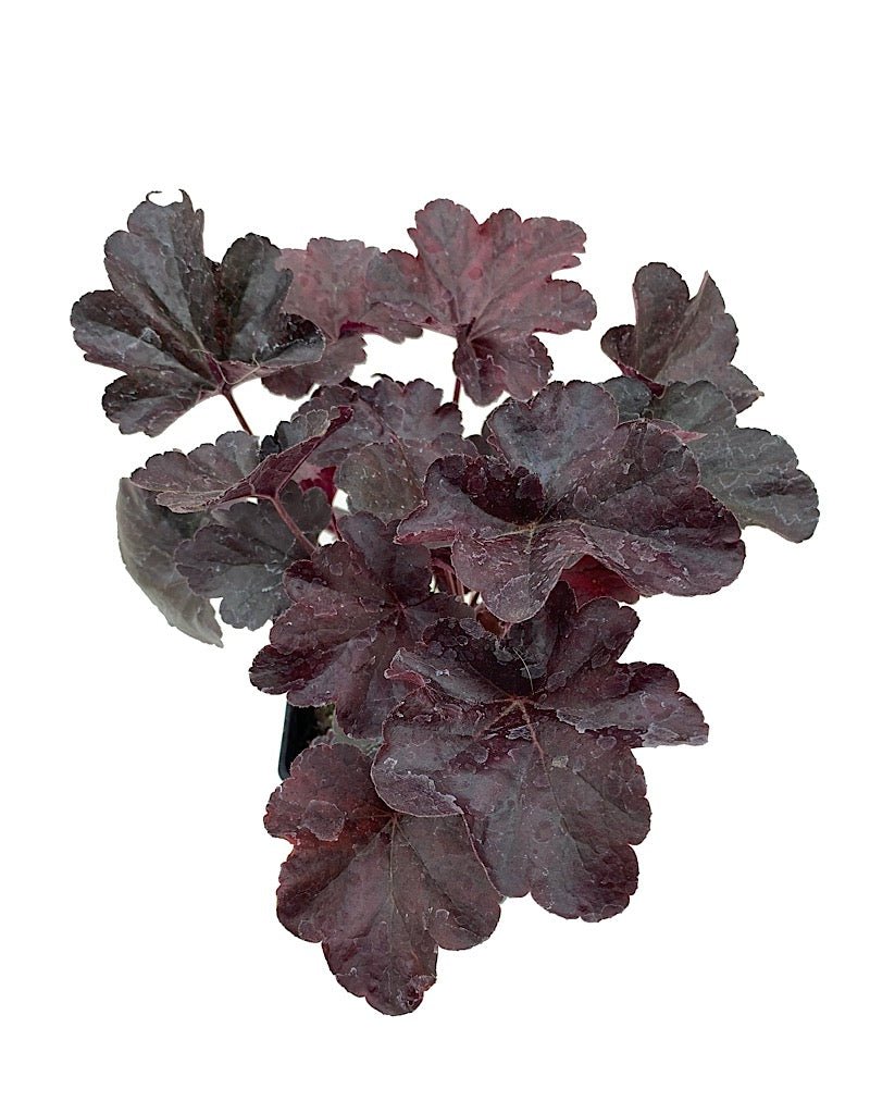 Heuchera 'Obsidian' - Perennials
