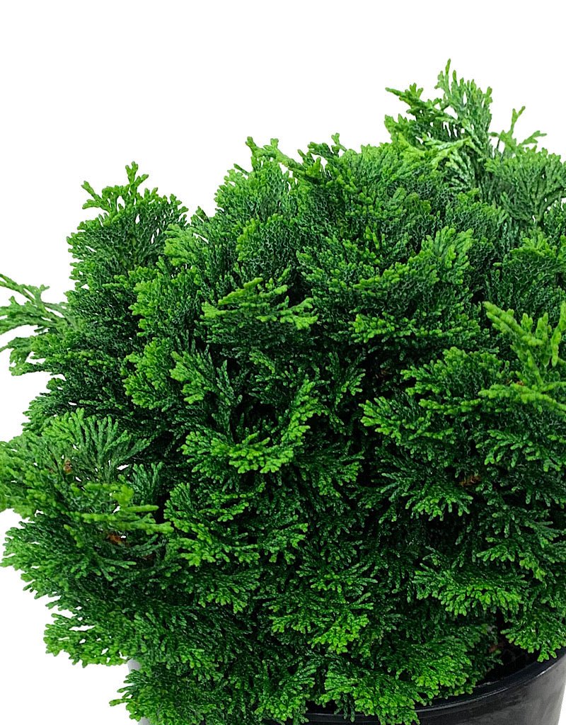 Chamaecyparis obtusa 'Dainty Doll' 1 Gallon - The Garden Corner