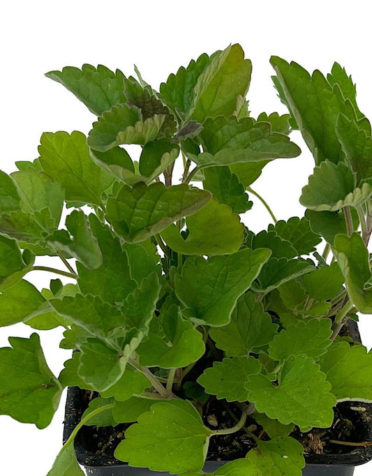 Catnip 4 Inch - The Garden Corner