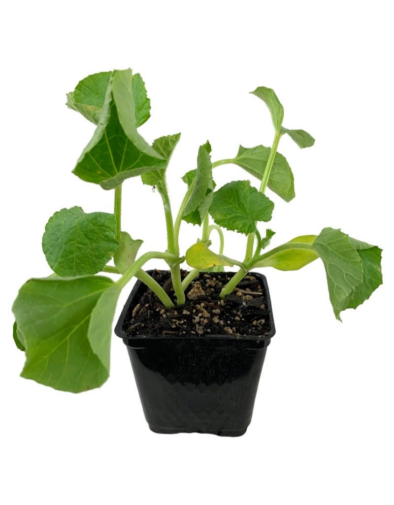Melon 'Cantaloupe' - Herbs and Vegetables