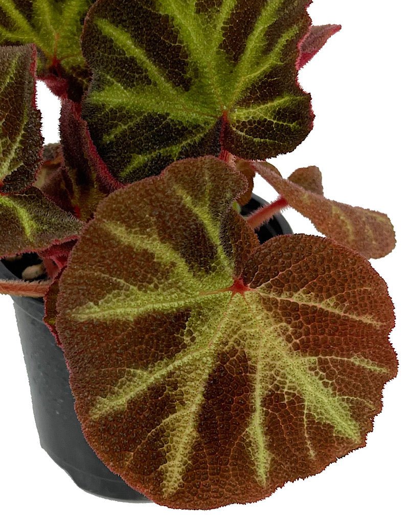 Begonia 'Soli - Mutata' Quart - The Garden Corner