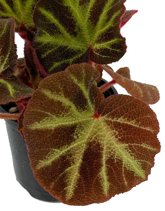 Begonia 'Soli - Mutata' Quart - The Garden Corner