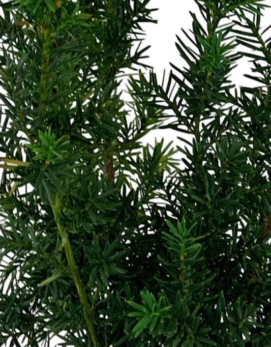 Taxus x media 'Hicksii' - The Garden Corner