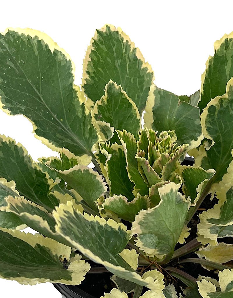 Eryngium 'Jade Frost' 1 Gallon - The Garden Corner