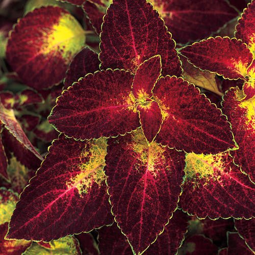 Coleus 'Dipt In Wine' - 4 inch - The Garden Corner