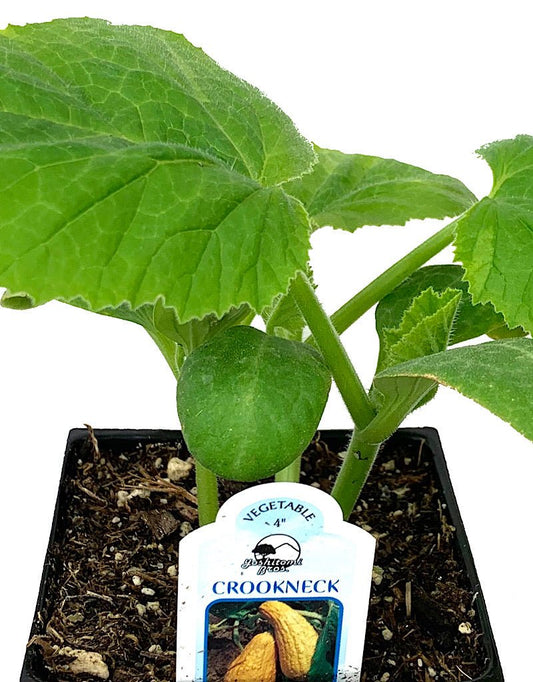 Squash 'Yellow Crookneck' 4 Inch - The Garden Corner