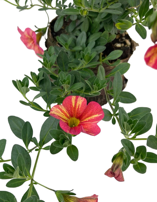 Calibrachoa 'Superbells Tropical Sunrise' 4 Inch - The Garden Corner