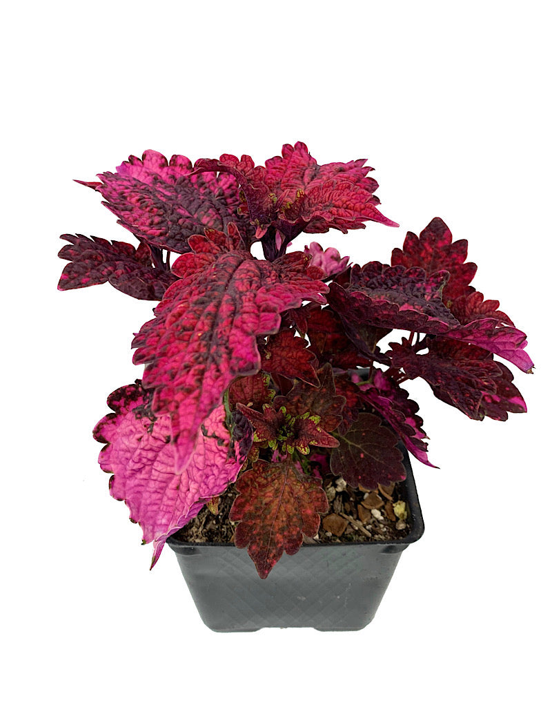 Coleus 'Florida Sun Rose'