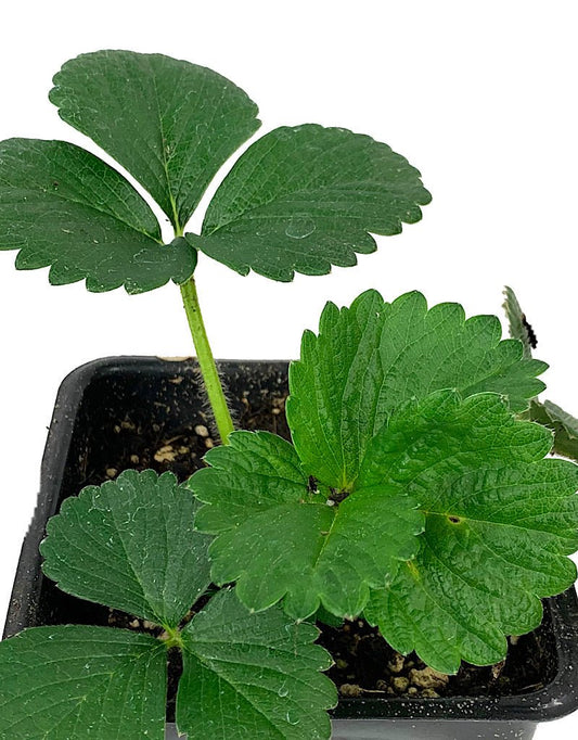 Strawberry 'Sweet Kiss' 4 inch - The Garden Corner