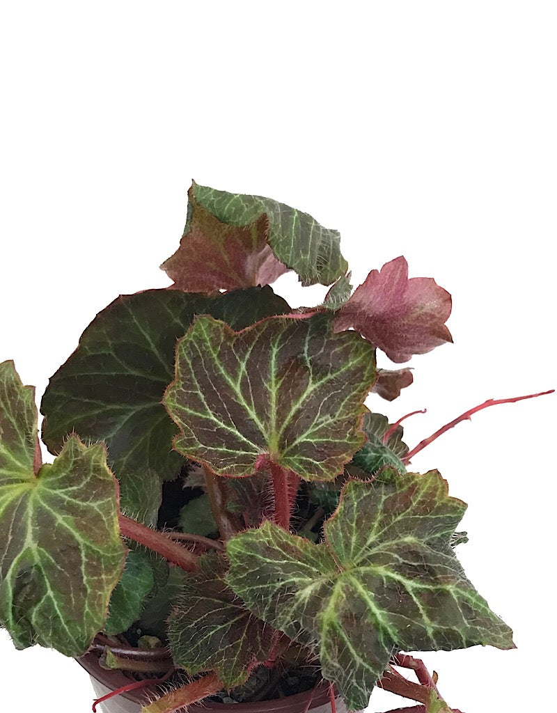 Saxifraga 'Maroon Beauty' Quart