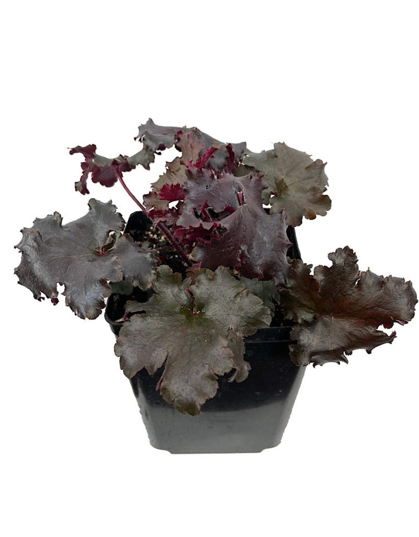 Heuchera 'Black Taffeta' - The Garden Corner