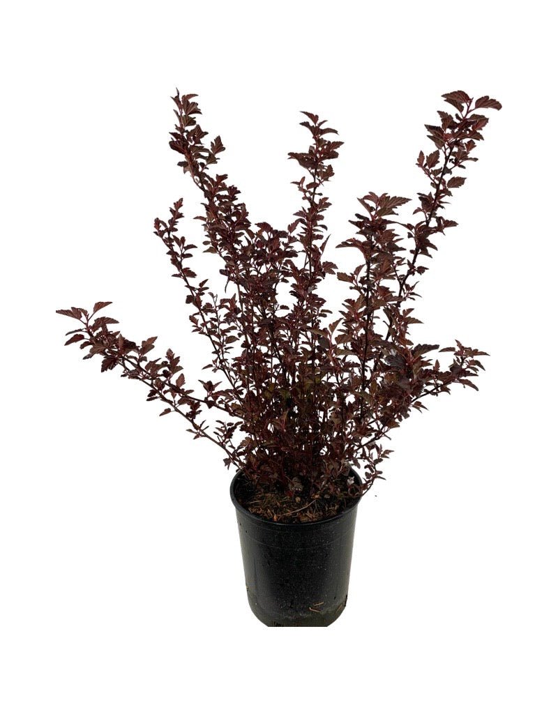Physocarpus opulifolius 'Black Jack' - Shrubs