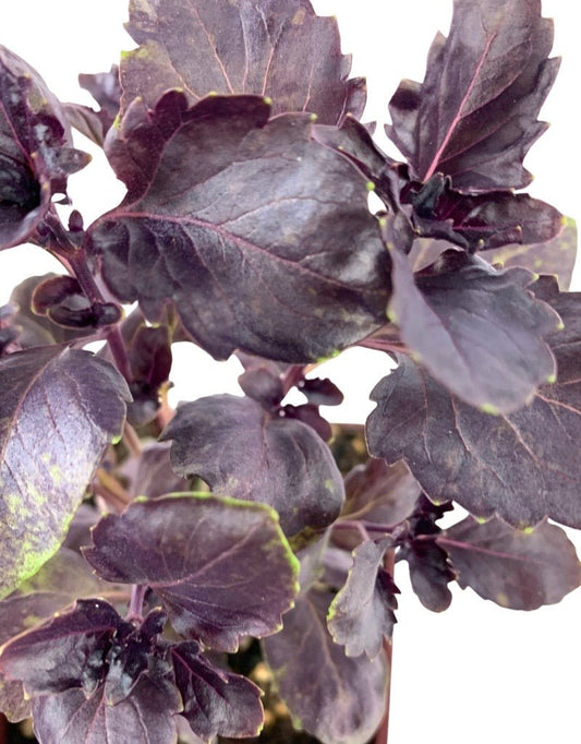 Basil 'Italian Red' - The Garden Corner