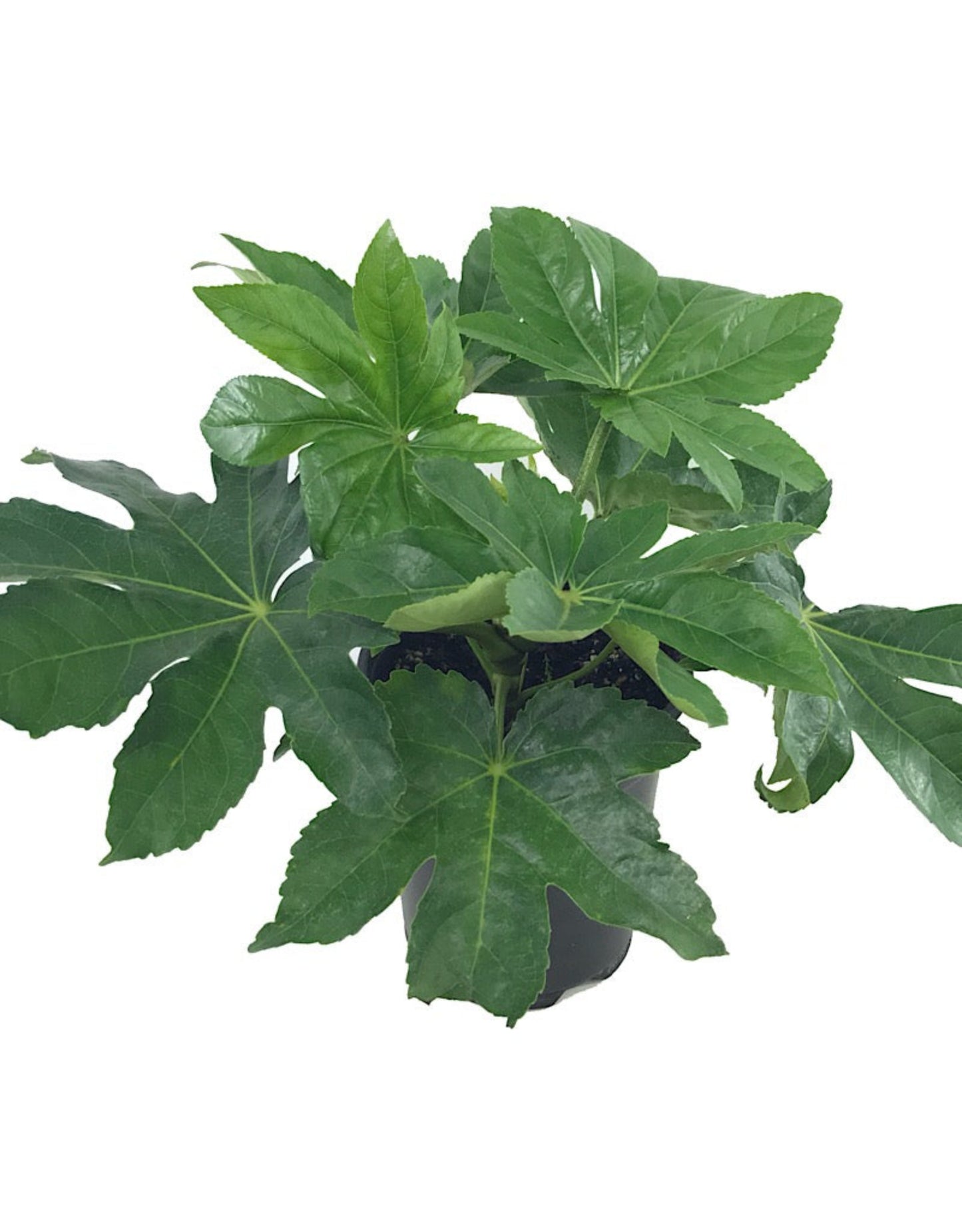 Fatsia japonica - The Garden Corner