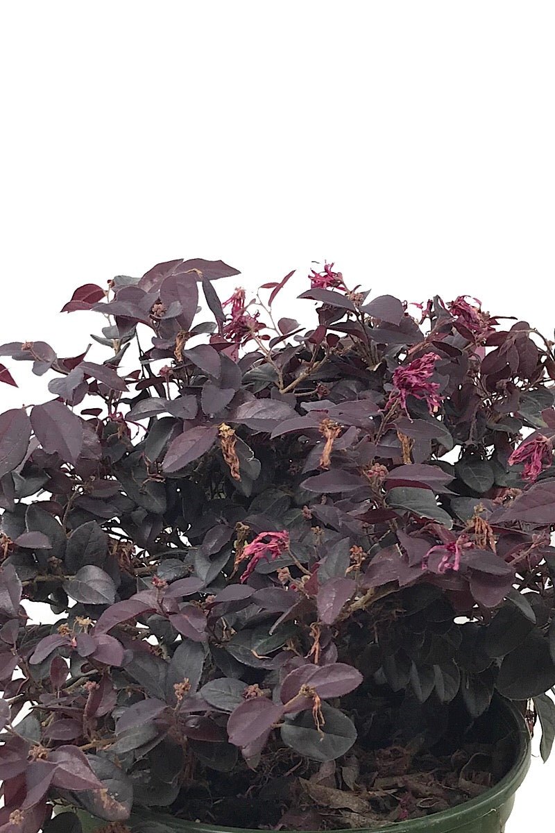 Loropetalum c. 'Chang Nian Hong' 2 gal - The Garden Corner