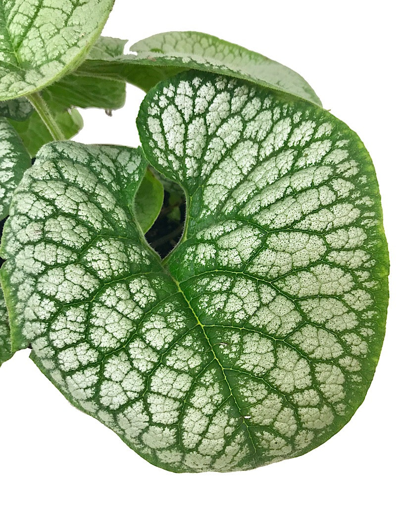 Brunnera macrophylla 'Sea Heart'