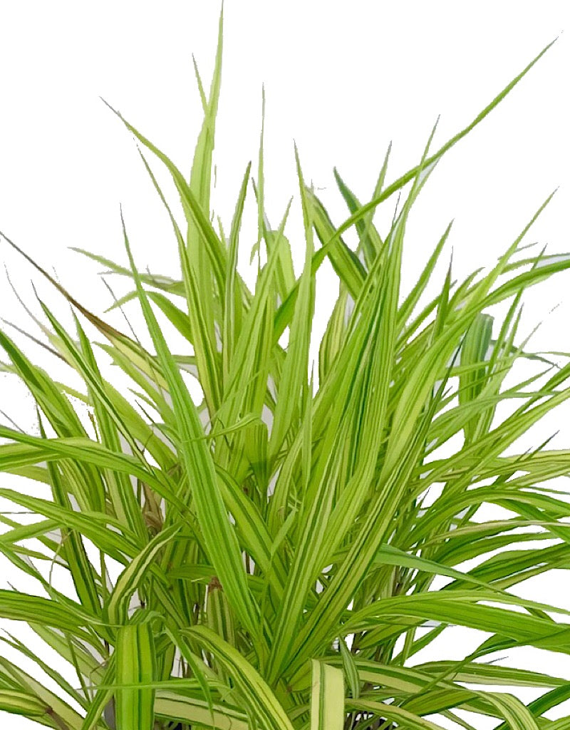 Hakonechloa macra 'Aureola'