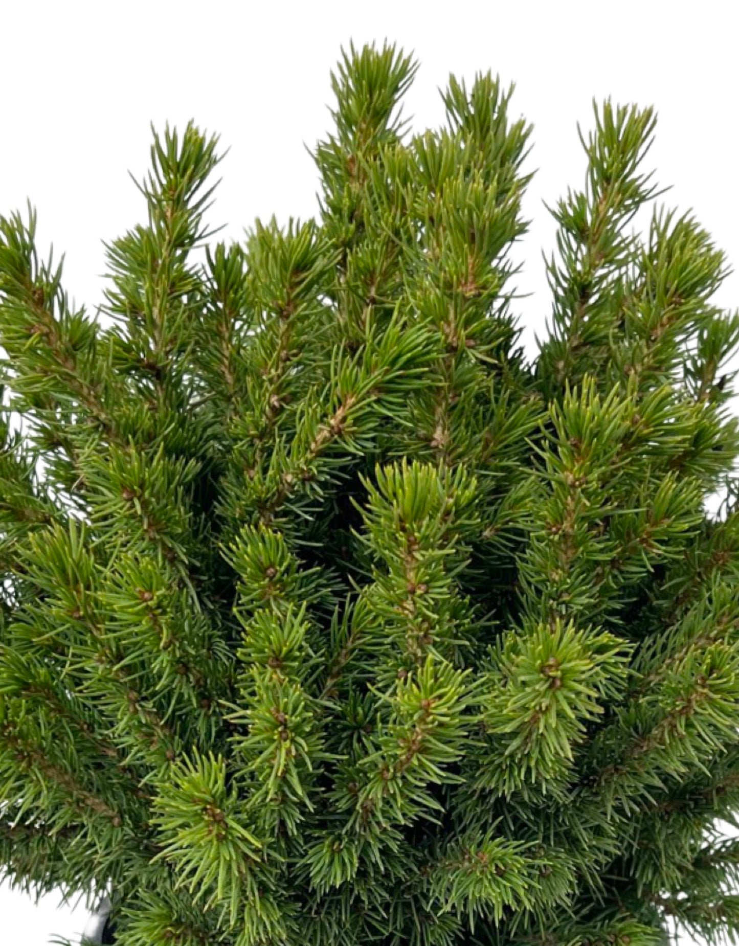 Picea glauca 'Humpty Dumpty' 1 Gallon