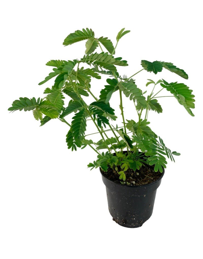 mimosa indoor plant Mimosa pudica – The Garden Corner