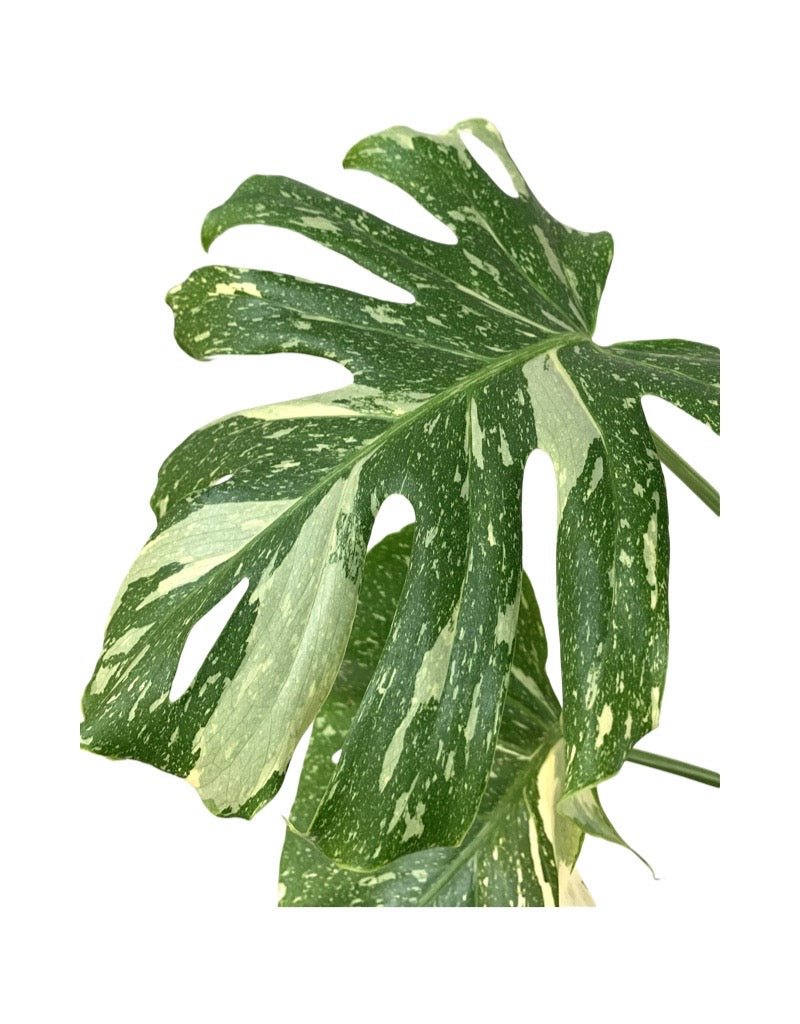 Monstera 'Thai Constellation' - The Garden Corner