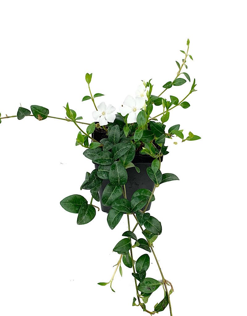 Vinca minor 'Alba' - The Garden Corner