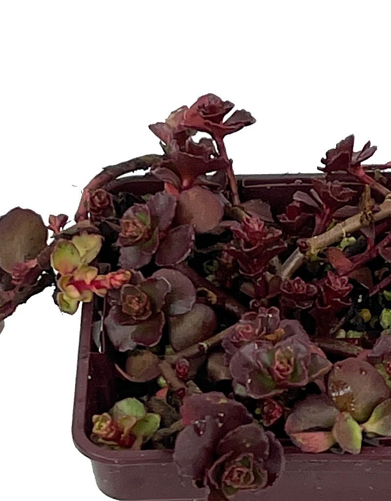 Sedum s. 'Ruby Mantle' 4 Inch - The Garden Corner