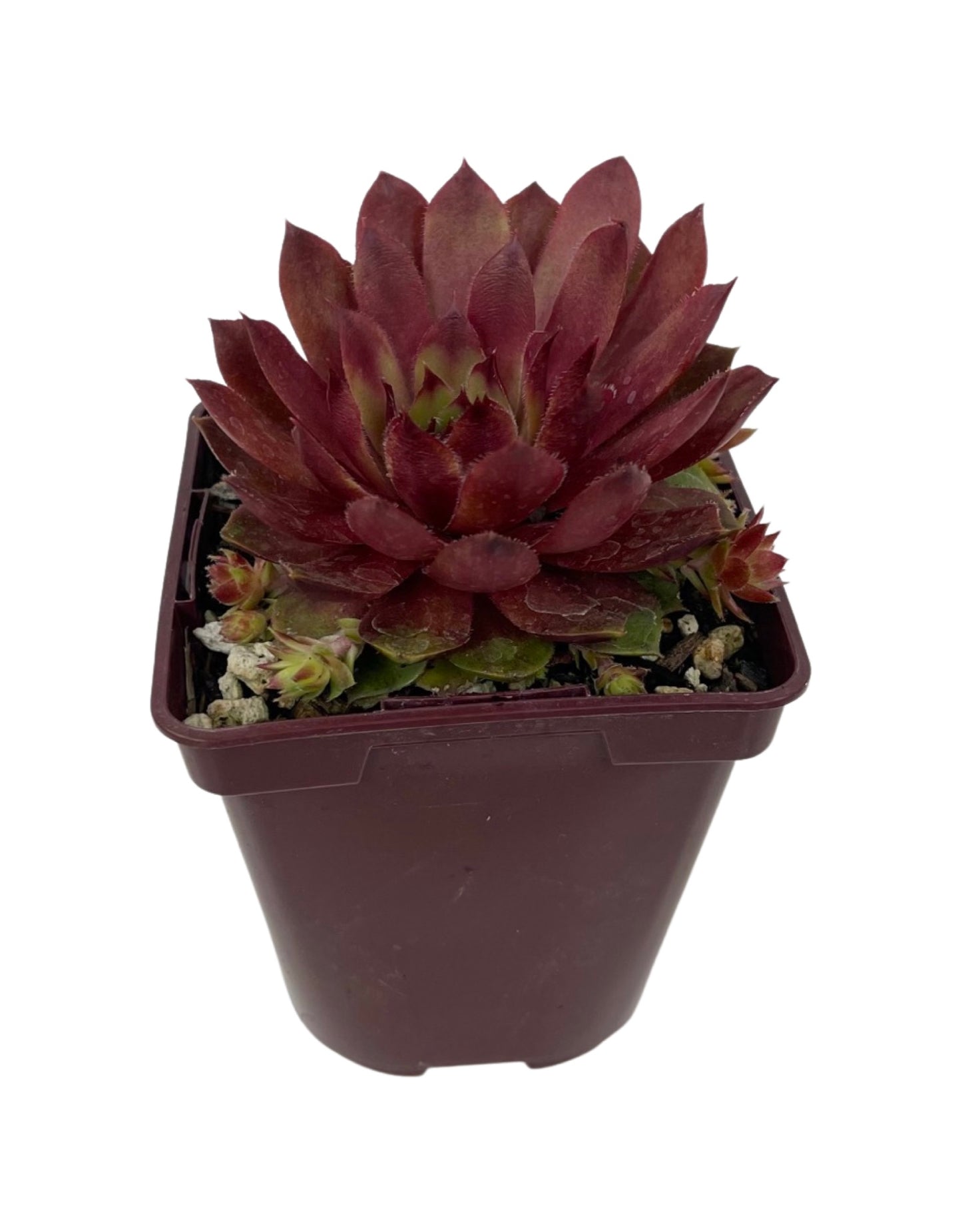 Sempervivum 'Rojin' - Groundcovers