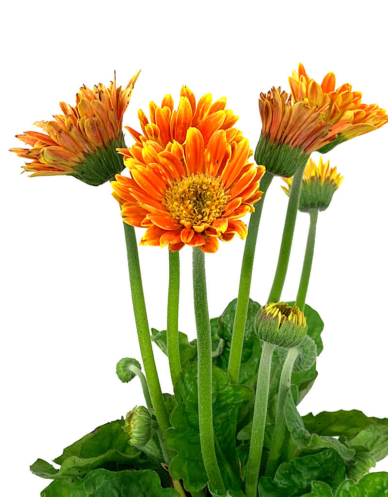 Gerbera g. 'Sweet Caroline' 1 Gallon