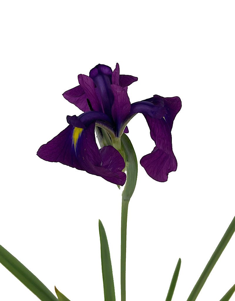 Iris ensata 'Variegata' - The Garden Corner